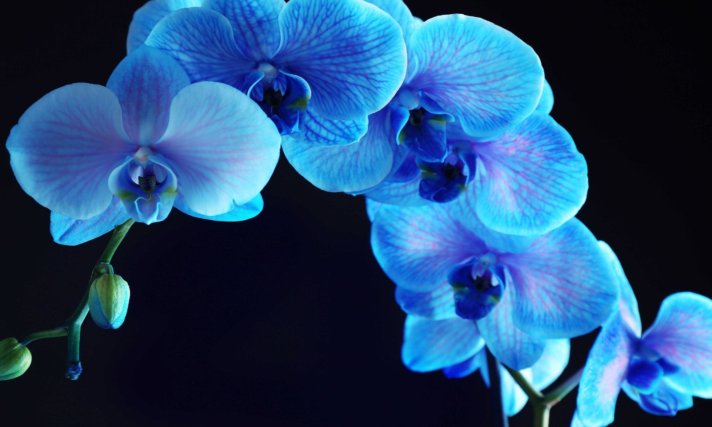 Blue Orchid Glass Wall Art 60 x36  - Expo Home Decor